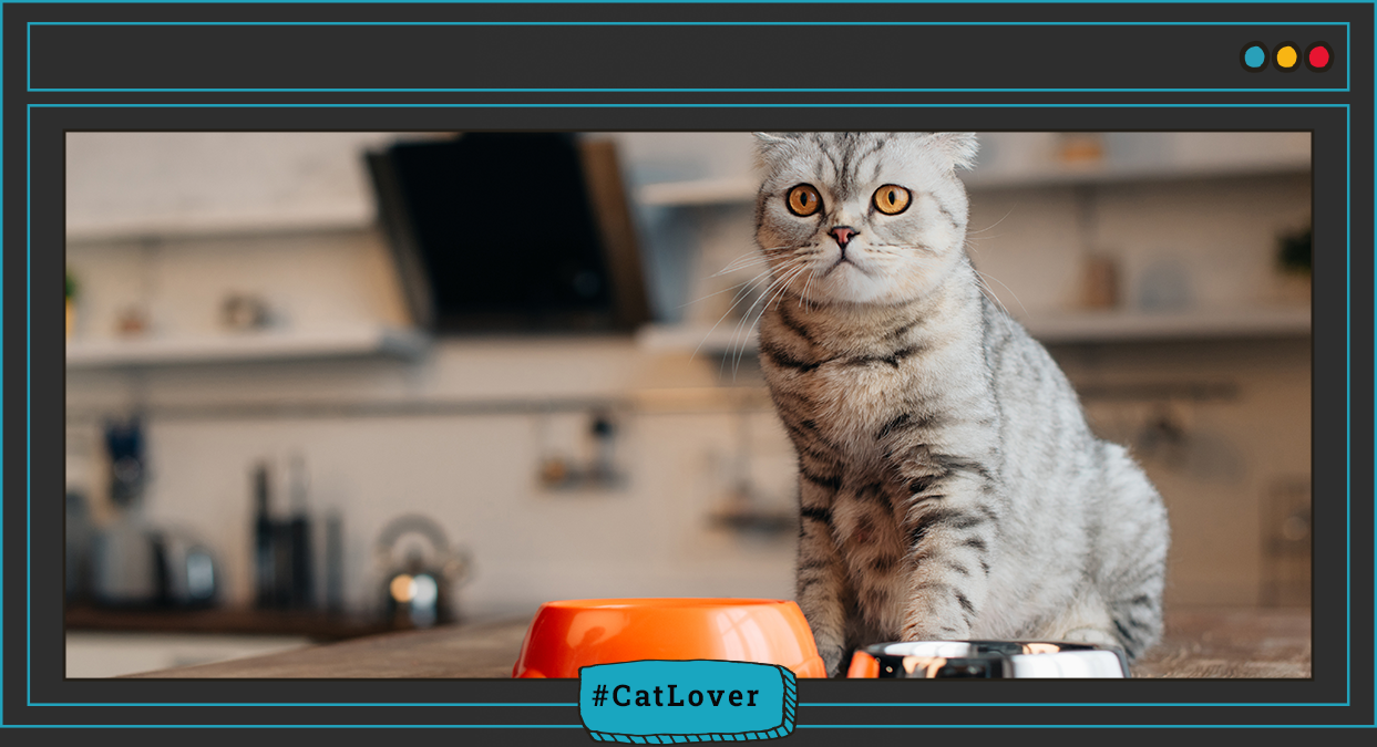 como preparar salmón para gatos